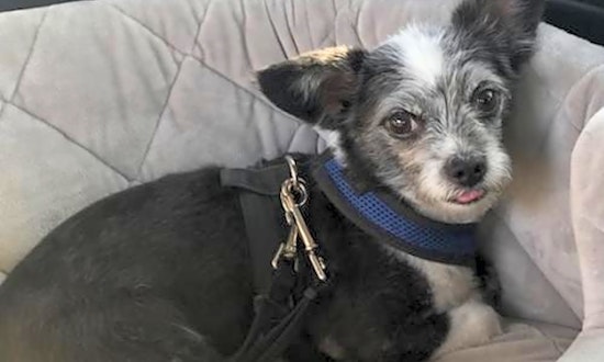 6 delightful doggies up for adoption now in Irvine