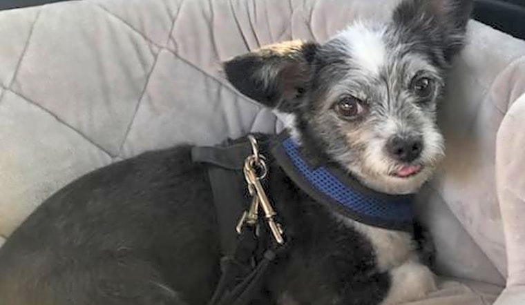 6 delightful doggies up for adoption now in Irvine
