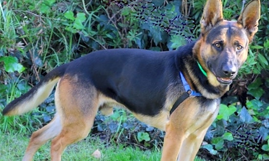 4 delightful doggies to adopt now in Oakland