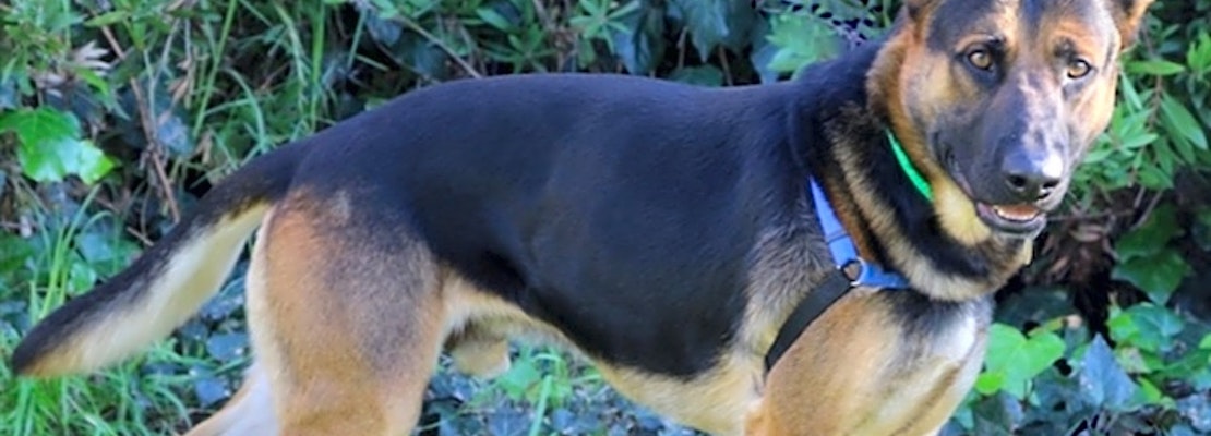 4 delightful doggies to adopt now in Oakland