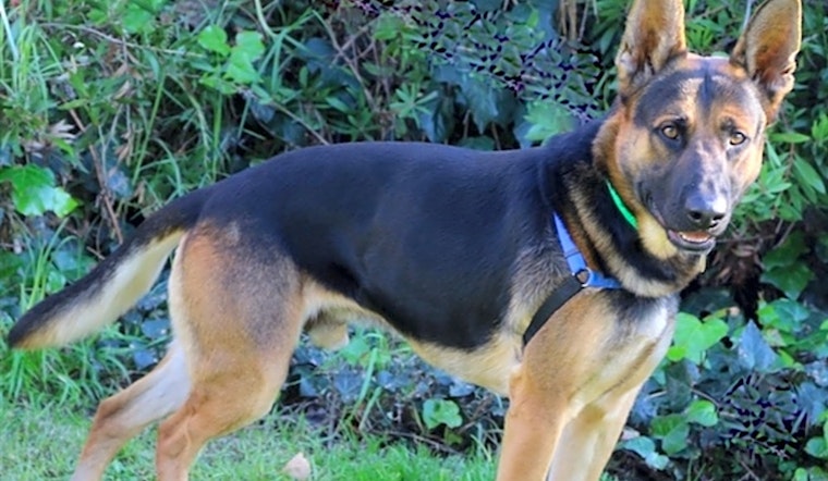 4 delightful doggies to adopt now in Oakland