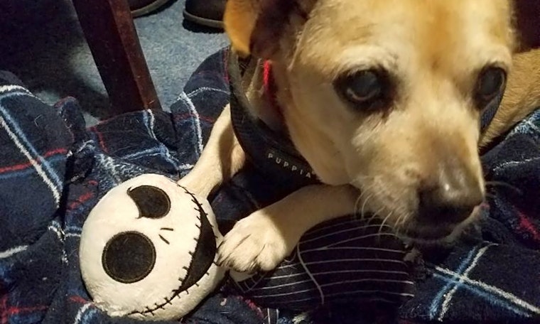 Looking to adopt a pet? Here are 6 lovable pups to adopt now in Berkeley