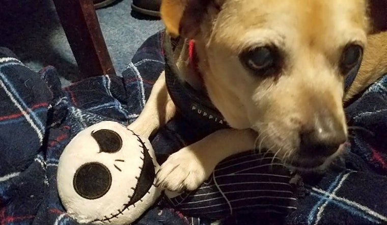 Looking to adopt a pet? Here are 6 lovable pups to adopt now in Berkeley