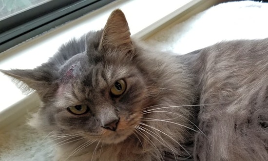 Want to adopt a pet? Here are 6 cool kitties to adopt now in San Jose