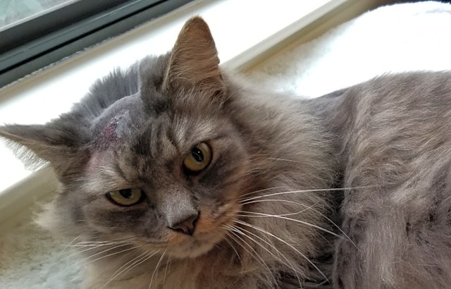 Want to adopt a pet? Here are 6 cool kitties to adopt now in San Jose