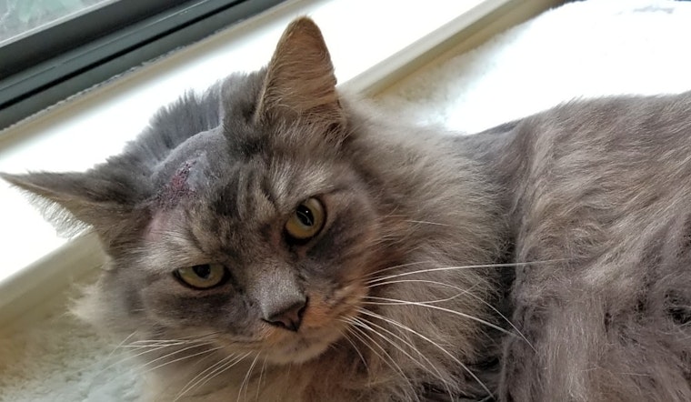 Want to adopt a pet? Here are 6 cool kitties to adopt now in San Jose