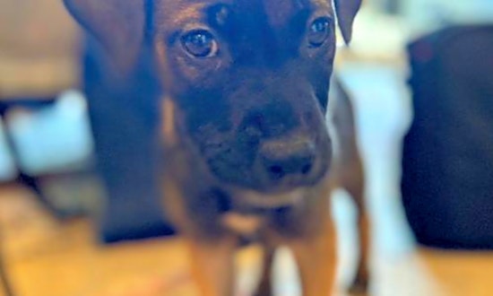 These Sunnyvale-based doggies are up for adoption and in need of a good home