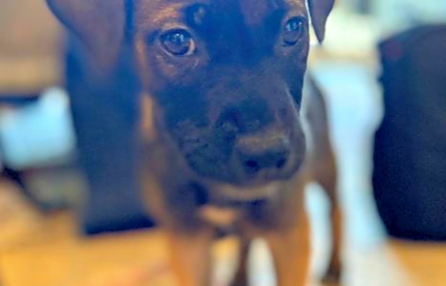 These Sunnyvale-based doggies are up for adoption and in need of a good home