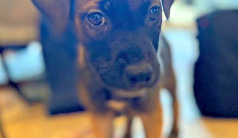 These Sunnyvale-based doggies are up for adoption and in need of a good home