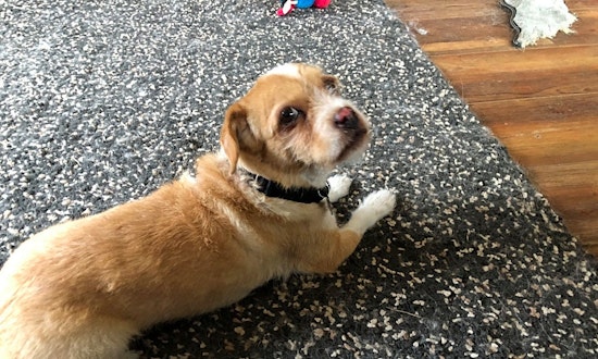 Looking to adopt a pet? Here are 5 lovable pups to adopt now in Portland