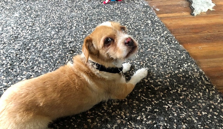Looking to adopt a pet? Here are 5 lovable pups to adopt now in Portland