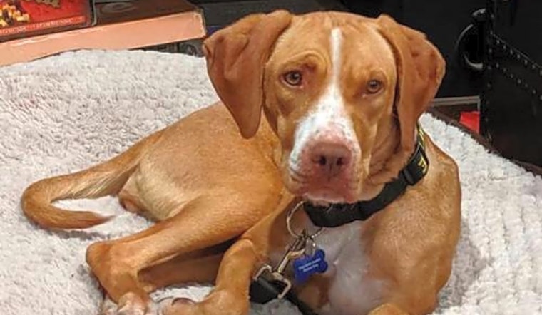 6 delightful doggies to adopt now in Seattle