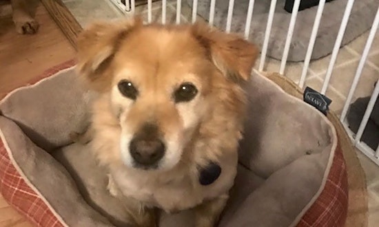 These Sacramento-based canines are up for adoption and in need of a good home