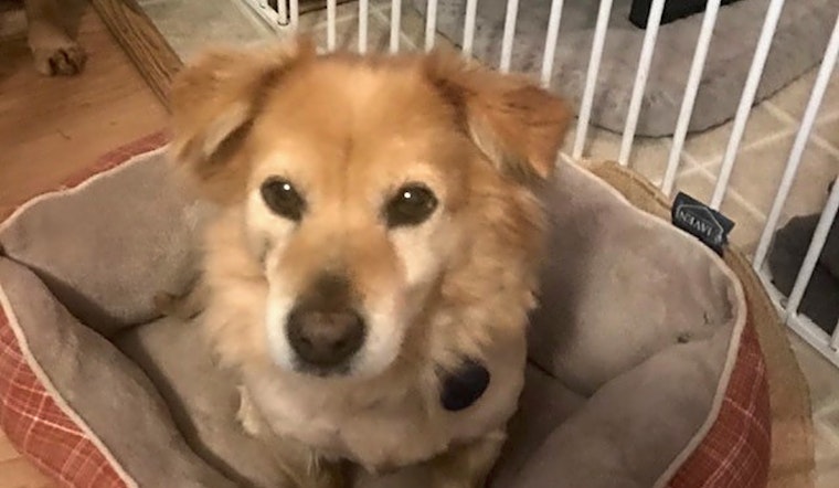 These Sacramento-based canines are up for adoption and in need of a good home