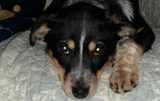 4 cuddly canines to adopt now in St. Louis