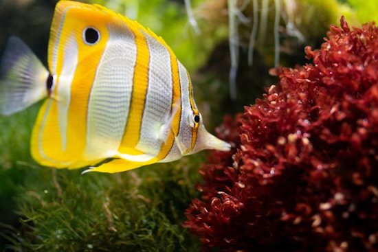 Top St. Louis news: WB I-70 reopened after shooting; aquarium seeks volunteers; more