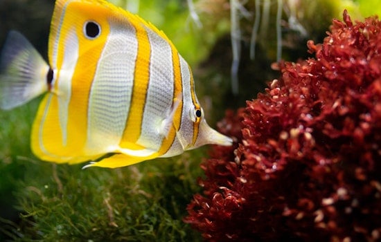 Top St. Louis news: WB I-70 reopened after shooting; aquarium seeks volunteers; more