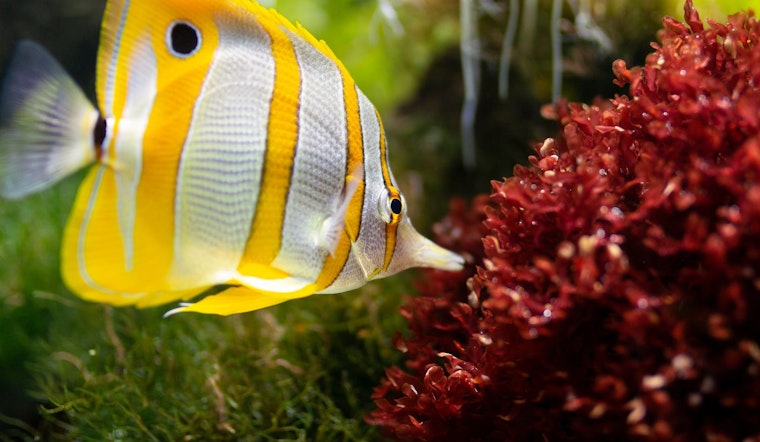 Top St. Louis news: WB I-70 reopened after shooting; aquarium seeks volunteers; more