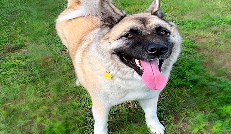 These Tampa-based canines are up for adoption and in need of a good home