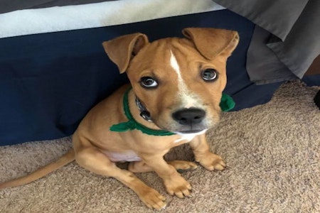 Want to adopt a pet? Here are 4 precious puppies to adopt now in Indianapolis