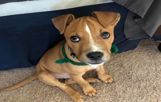 Want to adopt a pet? Here are 4 precious puppies to adopt now in Indianapolis