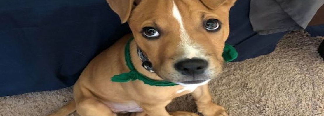 Want to adopt a pet? Here are 4 precious puppies to adopt now in Indianapolis