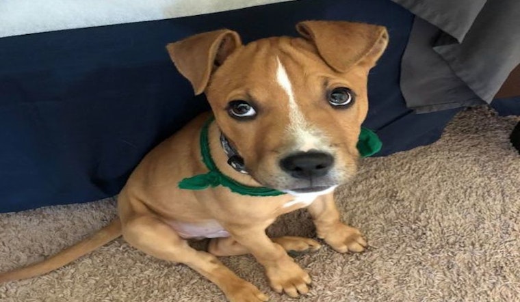 Want to adopt a pet? Here are 4 precious puppies to adopt now in Indianapolis