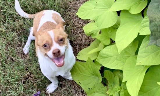 6 delightful dogs ready to adopt now in Dallas