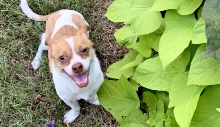 6 delightful dogs ready to adopt now in Dallas
