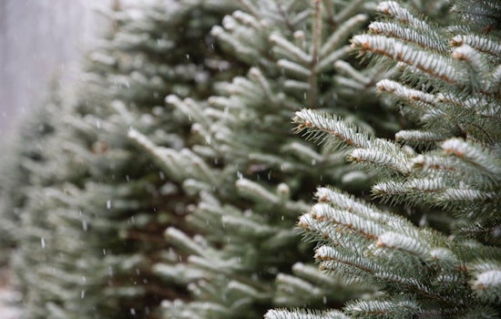 Top Pittsburgh news: Port Authority cop helps save woman's life; 3,000 Christmas trees to be mulch