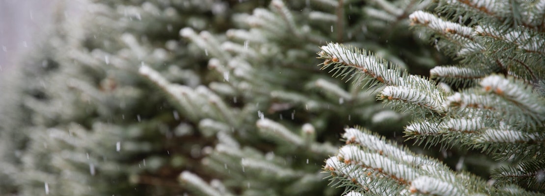 Top Pittsburgh news: Port Authority cop helps save woman's life; 3,000 Christmas trees to be mulch