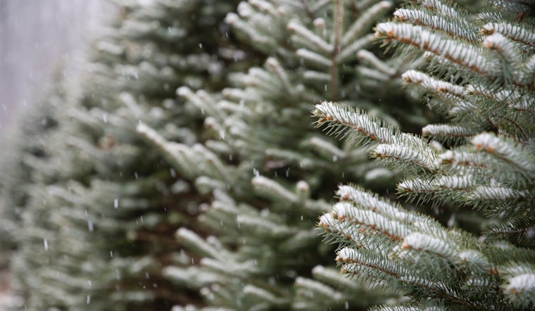 Top Pittsburgh news: Port Authority cop helps save woman's life; 3,000 Christmas trees to be mulch