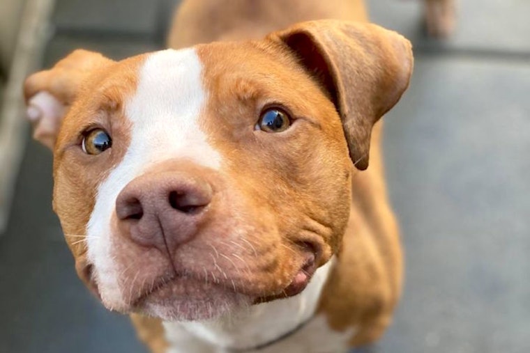 Looking to adopt a pet? Here are 6 delightful doggies to adopt now in San Francisco