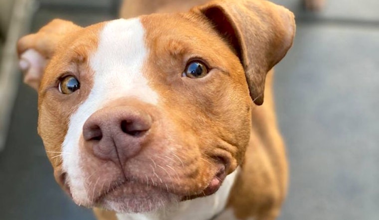 Looking to adopt a pet? Here are 6 delightful doggies to adopt now in San Francisco
