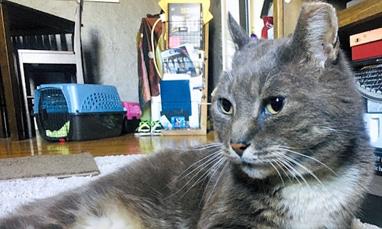 These Jersey City-based cats are up for adoption and in need of a good home