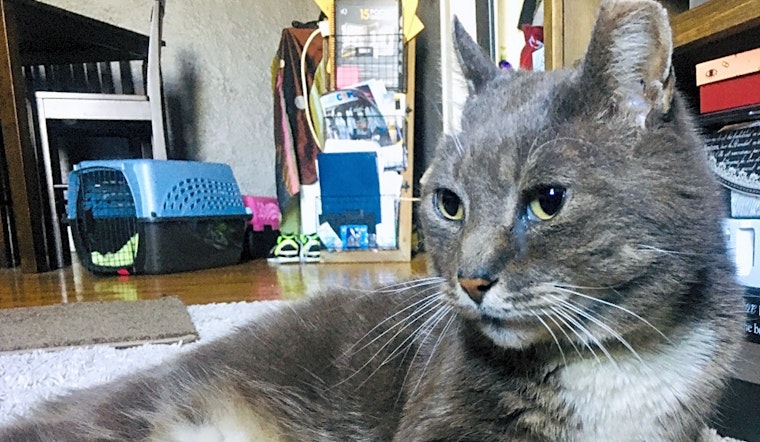 These Jersey City-based cats are up for adoption and in need of a good home