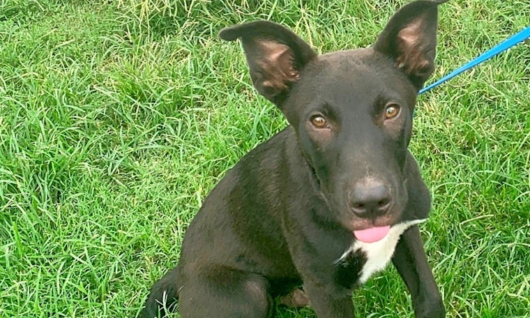 These Boston-based puppies are up for adoption and in need of a good home