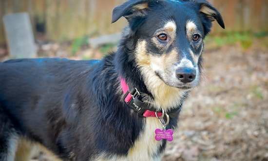 5 cuddly canines to adopt now in Philadelphia