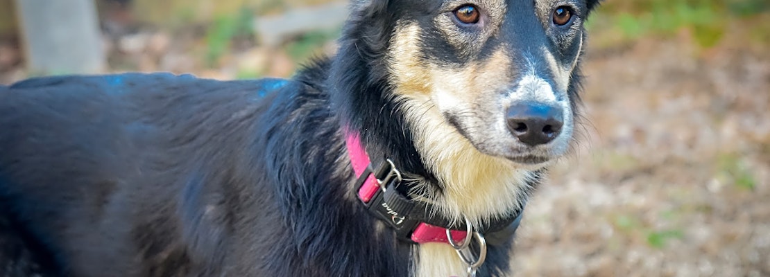 5 cuddly canines to adopt now in Philadelphia