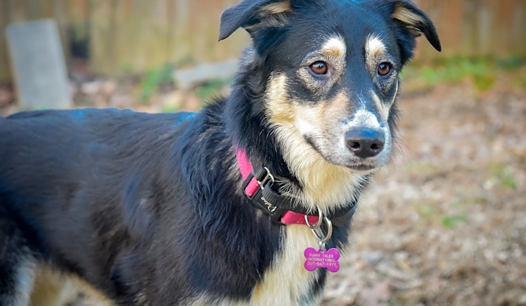 5 cuddly canines to adopt now in Philadelphia