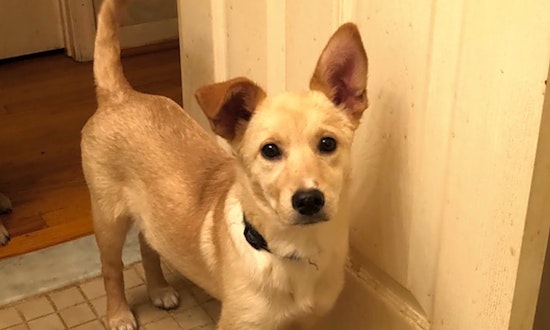 Looking to adopt a pet? Here are 5 adorable pups to adopt now in Baltimore