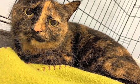 These Cleveland-based felines are up for adoption and in need of a good home