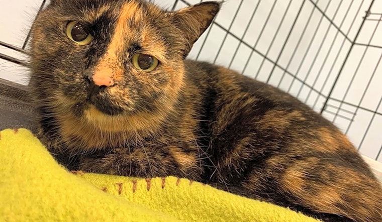 These Cleveland-based felines are up for adoption and in need of a good home