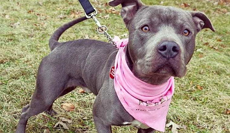 Looking to adopt a pet? Here are 7 delightful doggies to adopt now in Detroit