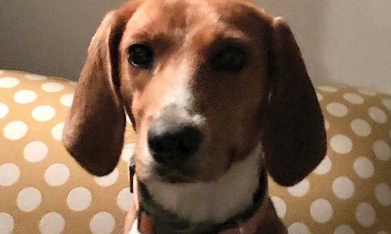 7 precious puppies to adopt now in Raleigh