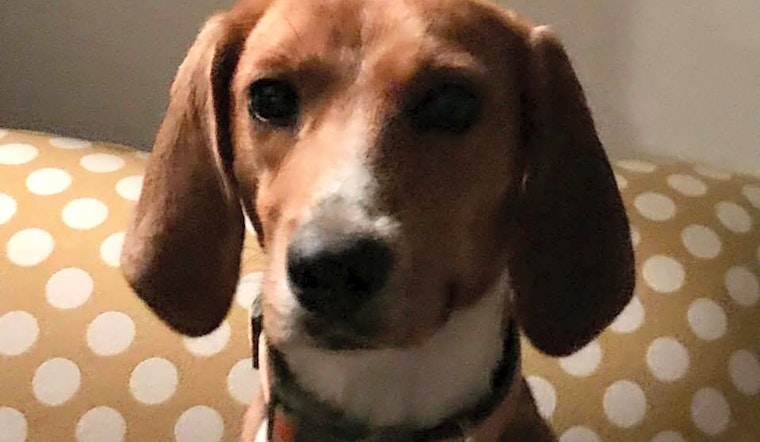 7 precious puppies to adopt now in Raleigh