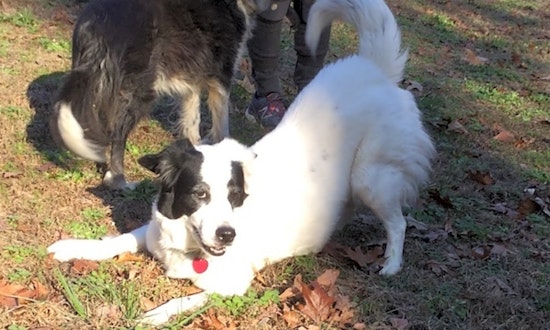 7 delightful doggies to adopt now in Durham