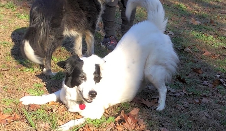 7 delightful doggies to adopt now in Durham