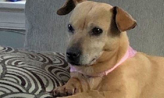 These Charlotte-based canines are up for adoption and in need of a good home