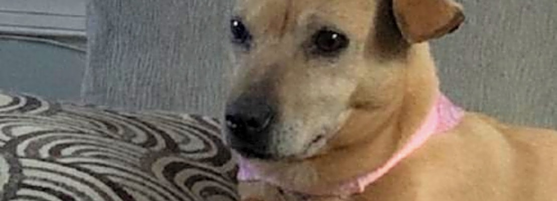 These Charlotte-based canines are up for adoption and in need of a good home
